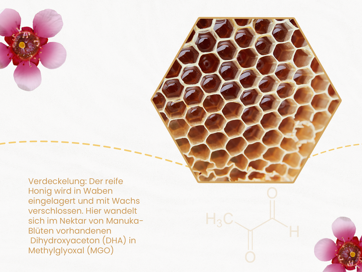 Verdeckelung und reife des honigs