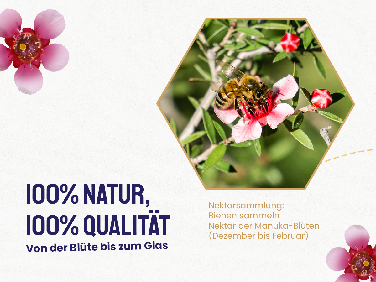 Wie Bienen Manuka Nektar sammeln