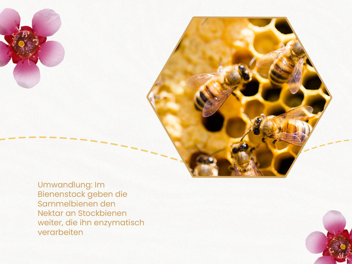 umwandlung bienenstock